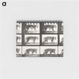 2-65_Eadweard-Muybridge_memo