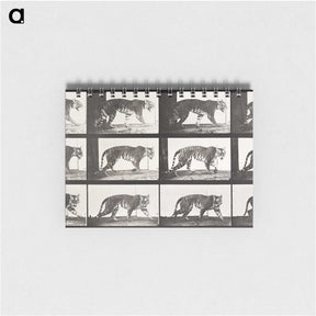 2-65_Eadweard-Muybridge_memo