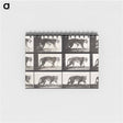 アートメモ帳-Animal Locomotion Plate 729
 - エドワード マイブリッジ Memo.