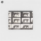 アートメモ帳-Animal Locomotion Plate 729
 - エドワード マイブリッジ Memo.