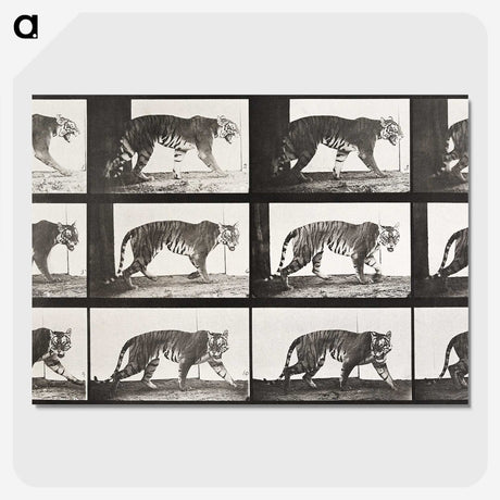 2-65_Eadweard-Muybridge_picture-crop