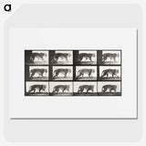 2-65_Eadweard-Muybridge_picture