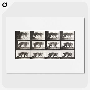 2-65_Eadweard-Muybridge_picture