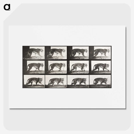 2-65_Eadweard-Muybridge_picture