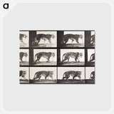 アートポストカード-Animal Locomotion Plate 729
 - エドワード マイブリッジ Postcard.