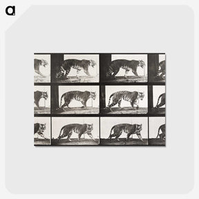 2-65_Eadweard-Muybridge_postcard
