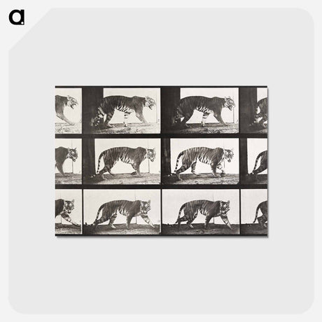 アートポストカード-Animal Locomotion Plate 729
 - エドワード マイブリッジ Postcard.