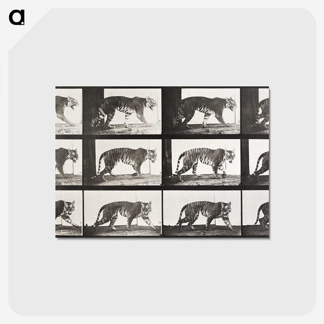 2-65_Eadweard-Muybridge_postcard