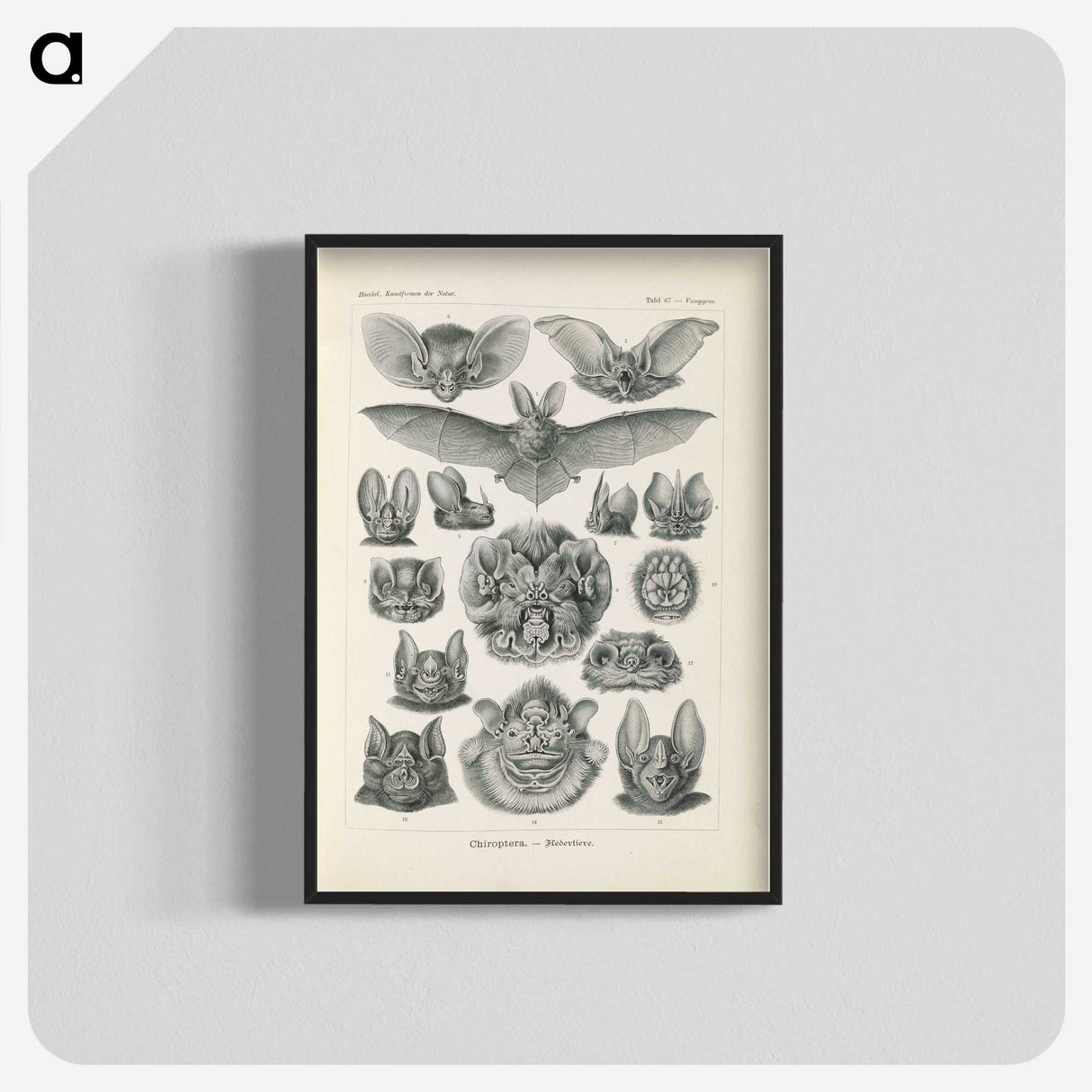 2-65_Ernst-Haeckel_blk-crop