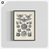 2-65_Ernst-Haeckel_blk-crop