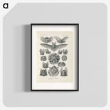 2-65_Ernst-Haeckel_blk
