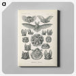 2-65_Ernst-Haeckel_canvas