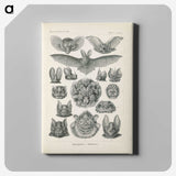 2-65_Ernst-Haeckel_canvas