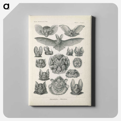 2-65_Ernst-Haeckel_canvas