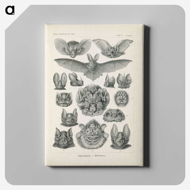 2-65_Ernst-Haeckel_canvas