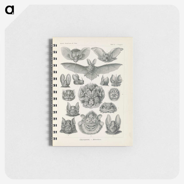 2-65_Ernst-Haeckel_memo
