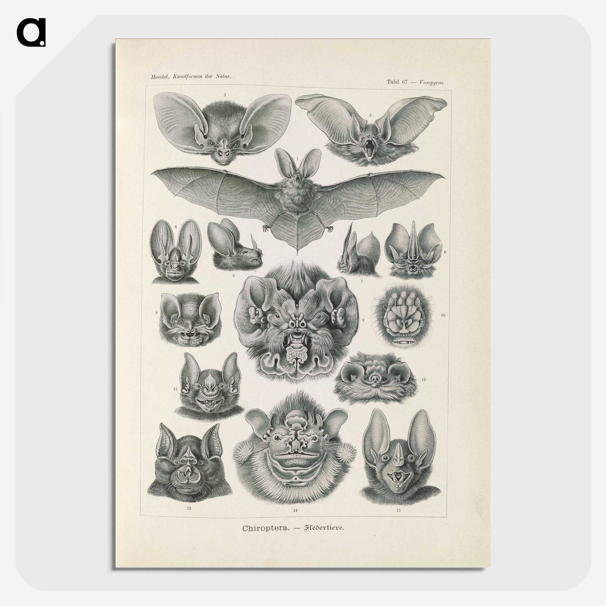 2-65_Ernst-Haeckel_picture-crop