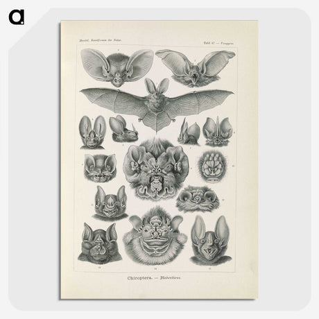 2-65_Ernst-Haeckel_picture-crop