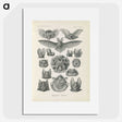 2-65_Ernst-Haeckel_picture