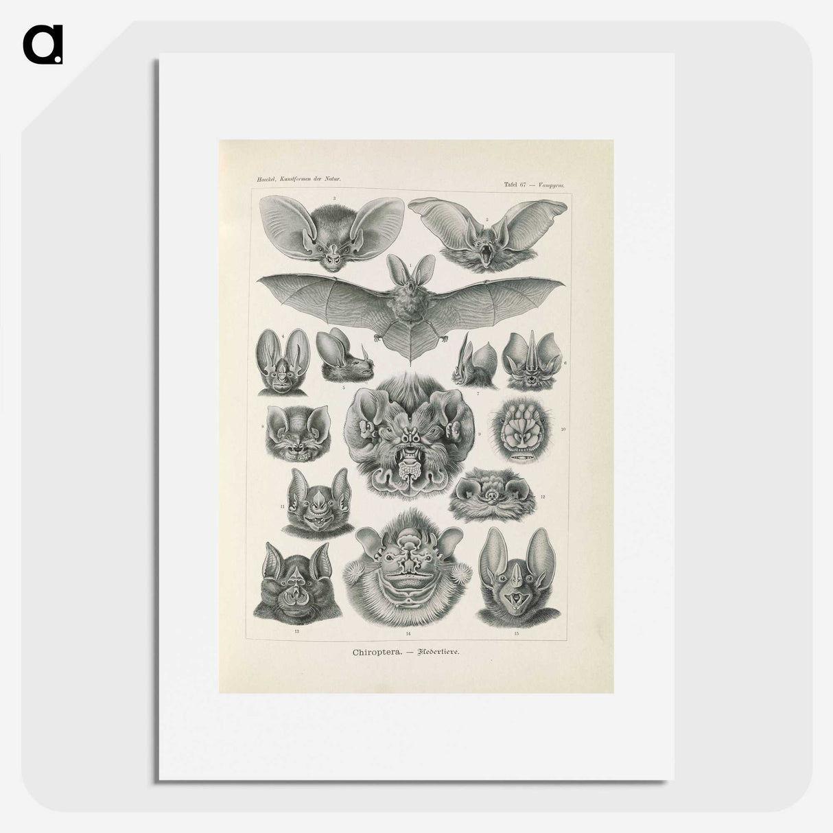 2-65_Ernst-Haeckel_picture