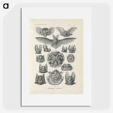 2-65_Ernst-Haeckel_picture