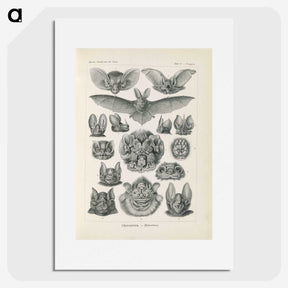 2-65_Ernst-Haeckel_picture
