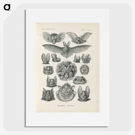 2-65_Ernst-Haeckel_picture