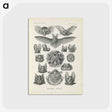 2-65_Ernst-Haeckel_postcard