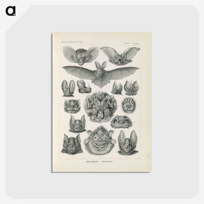 2-65_Ernst-Haeckel_postcard