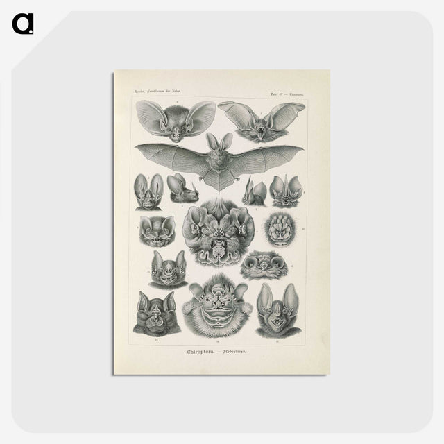 2-65_Ernst-Haeckel_postcard