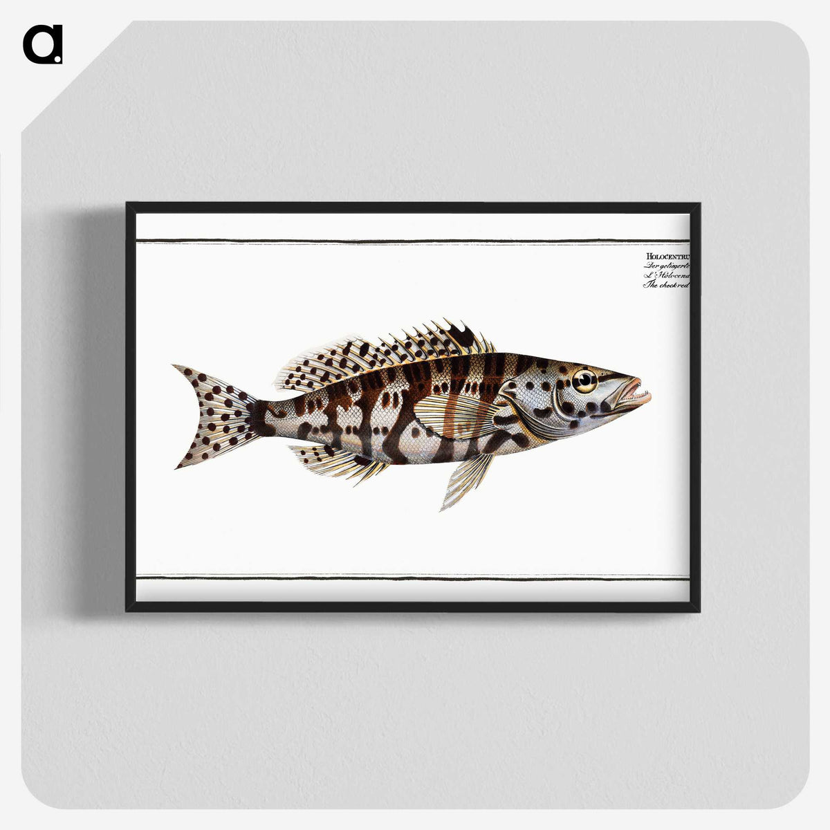 2-65_Ichtyologie-ou-Histoire-naturelle_blk-crop