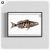 2-65_Ichtyologie-ou-Histoire-naturelle_blk-crop
