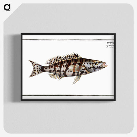 2-65_Ichtyologie-ou-Histoire-naturelle_blk-crop