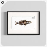 2-65_Ichtyologie-ou-Histoire-naturelle_blk
