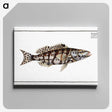 2-65_Ichtyologie-ou-Histoire-naturelle_canvas