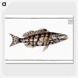 2-65_Ichtyologie-ou-Histoire-naturelle_picture-crop