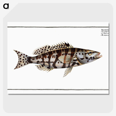 2-65_Ichtyologie-ou-Histoire-naturelle_picture-crop