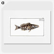 2-65_Ichtyologie-ou-Histoire-naturelle_picture