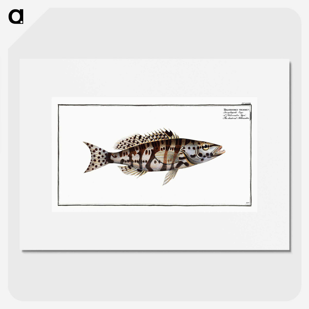 2-65_Ichtyologie-ou-Histoire-naturelle_picture