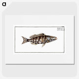 2-65_Ichtyologie-ou-Histoire-naturelle_picture