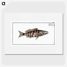 2-65_Ichtyologie-ou-Histoire-naturelle_picture
