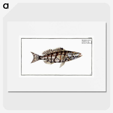 2-65_Ichtyologie-ou-Histoire-naturelle_picture
