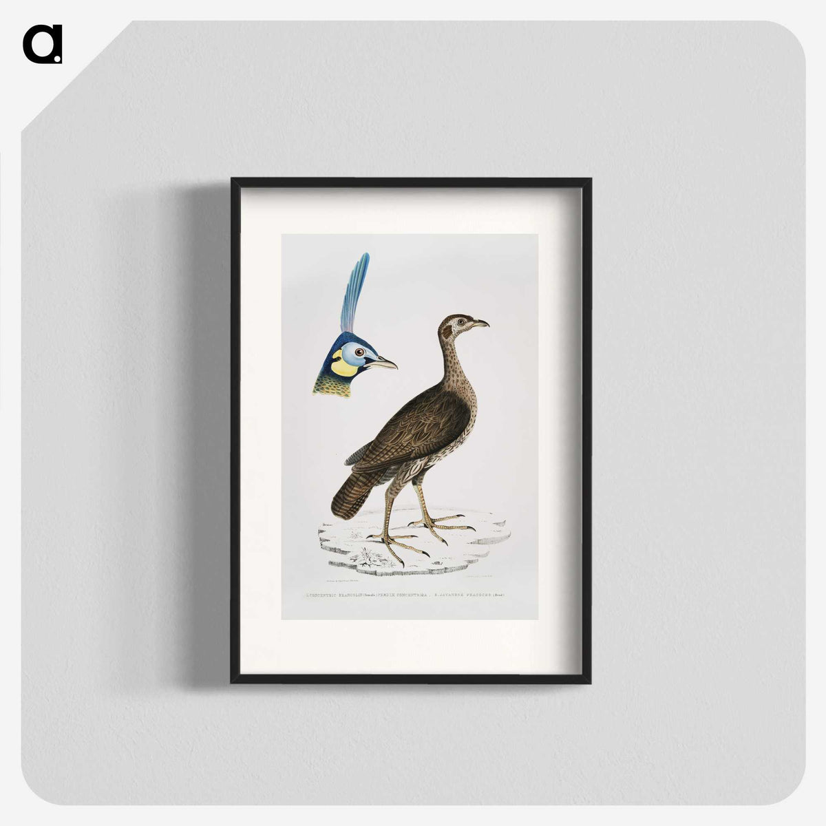 2-65_Indian-Zoology_blk
