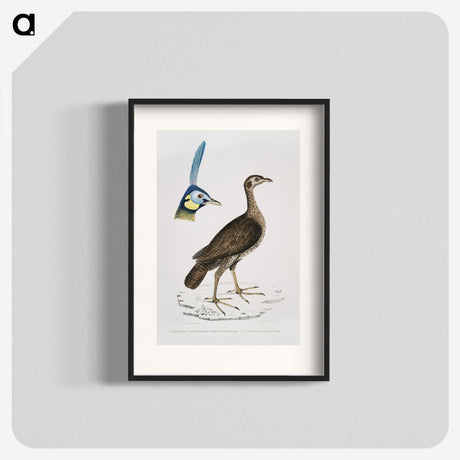 2-65_Indian-Zoology_blk
