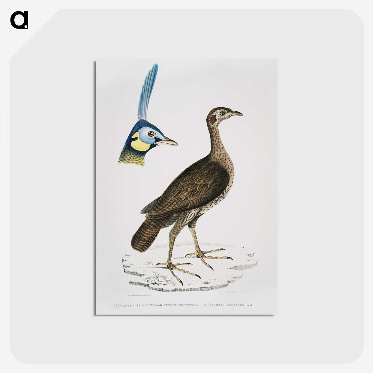 2-65_Indian-Zoology_postcard