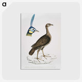 2-65_Indian-Zoology_postcard