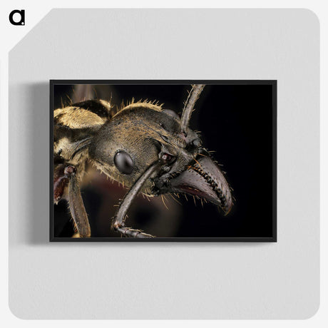2-65_Insects-Unlocked-Project_blk-crop
