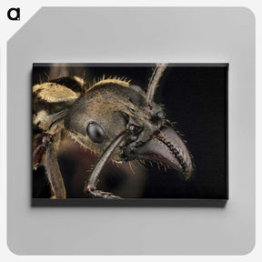 2-65_Insects-Unlocked-Project_canvas