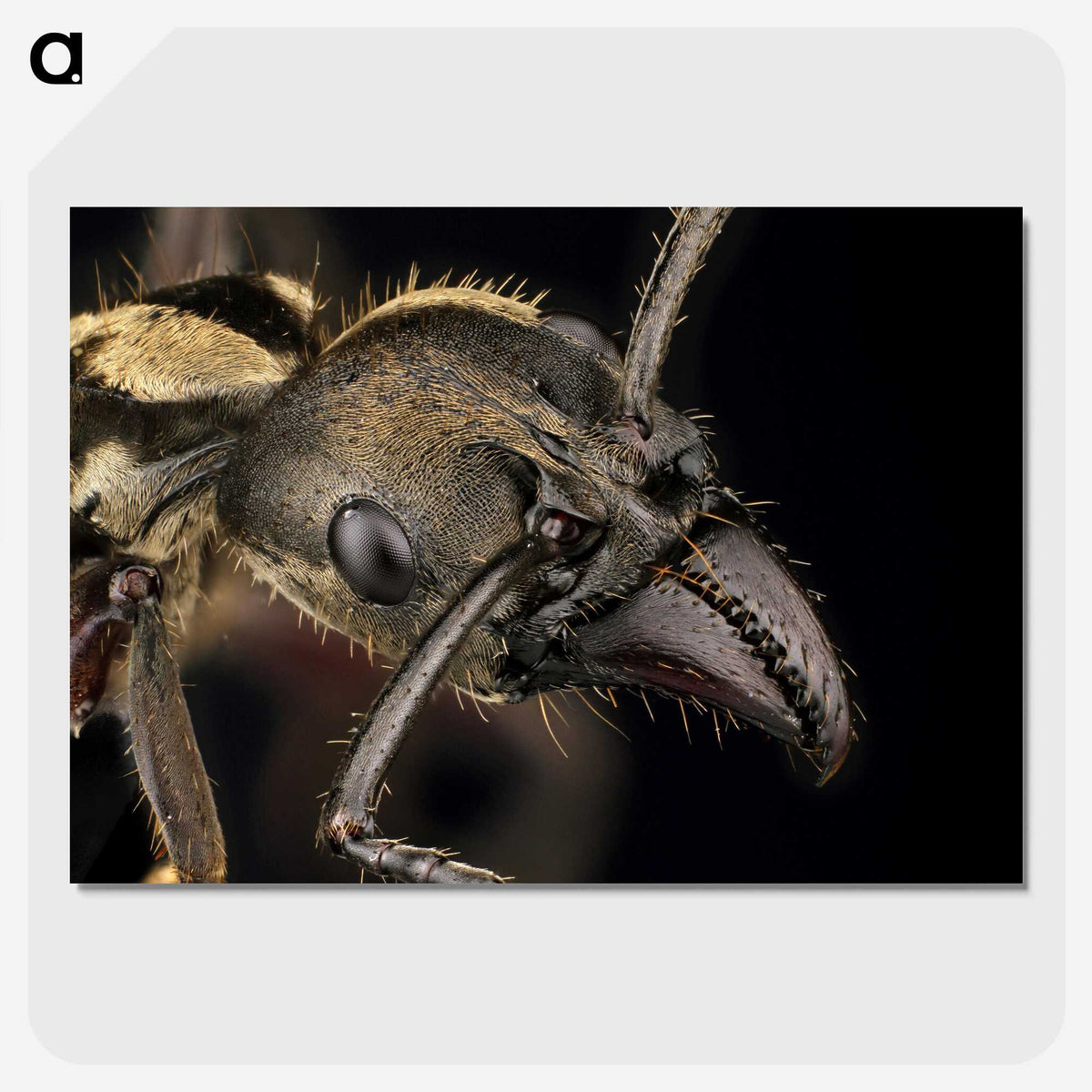 2-65_Insects-Unlocked-Project_picture-crop