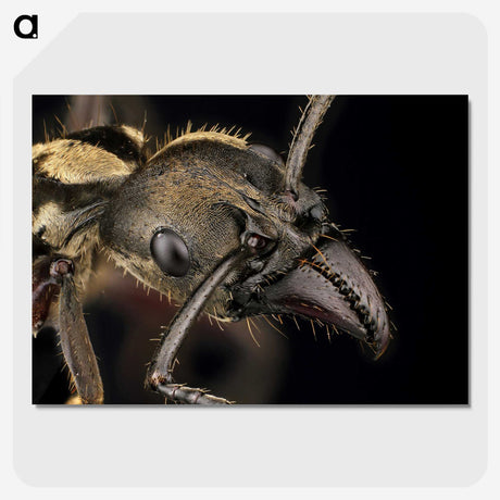 2-65_Insects-Unlocked-Project_picture-crop